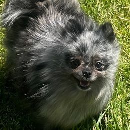Pomeranians from DNA Pomeranians