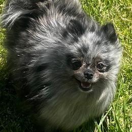 Pomeranians from DNA Pomeranians
