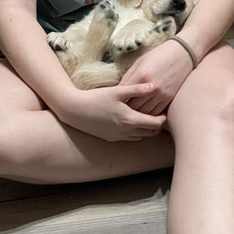 Golden Retriever Puppies from Family Loved Golden Retrievers