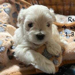 Ruby - Wheaten female Miniature Schnauzer puppy in Byron, Georgia from Smilee Schnauzers