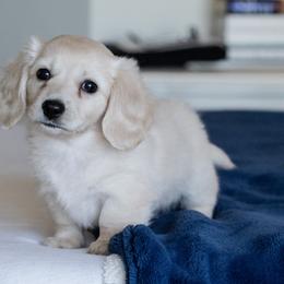 Dachshunds from Dainty Cream Doxies