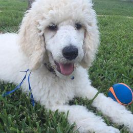 Poodles from Deaux Rey Standard Poodles