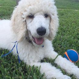 Poodles from Deaux Rey Standard Poodles