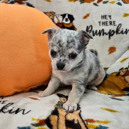 AKC CH SIRED ENZO - Blue merle male Chihuahua puppy in Newport, Maine from Pinewood Acres Chihuahuas