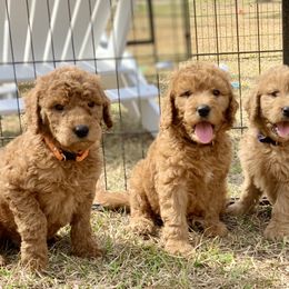 French Bulldog, Goldendoodle, and Golden Retriever Puppies from Crystal Coast Kennels, LLC