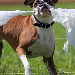 Boxers from Belvo Boxers