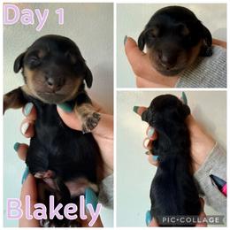 Blakely - Black and cream female Dachshund puppy in Michigan from M.H.P Dachshunds