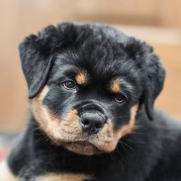 Rottweilers from G-Man's Rottweilers