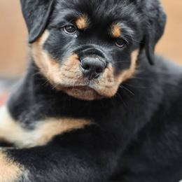 Rottweilers from G-Man's Rottweilers