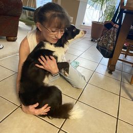 Aussiedoodle Puppies from Ever After Mini Doodles