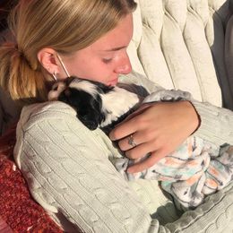 Cavalier King Charles Spaniel Puppies from CK Cavaliers