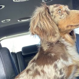 Dachshunds from The Weenie Hut Doxies