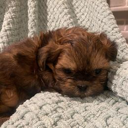 Maxwell - Brindle male Shih Tzu puppy in Lexington, North Carolina from SCS Shih Tzus
