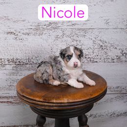 Nicole - Blue merle female Assorted Doodle Crosses puppy in Calhoun, Georgia from Happy Top Doodles