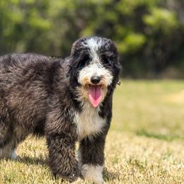 Zinnia - Aussiedoodle