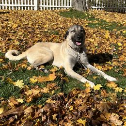 Lira - Kangal