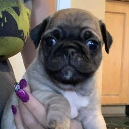Pugs from Profitt’s Pugs