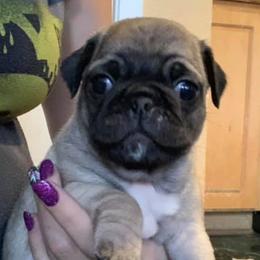 Pugs from Profitt’s Pugs