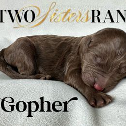 Gopher - male Newfypoo puppy in Jackson, Missouri from Two Sisters Ranch, LLC