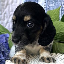 Sir Loin 2800 - Piebald male Dachshund puppy in Hendersonville, North Carolina from Snarky Doxy Miniature Dachshunds