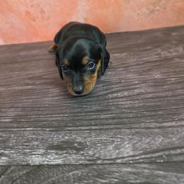 Girl 3 - Black and tan female Dachshund puppy in Fallon, Nevada from Butterbean Dachshunds