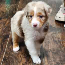 Girl 4 - Red merle female Miniature Australian Shepherd puppy in Cedar Rapids, Iowa from Bornagain Paws