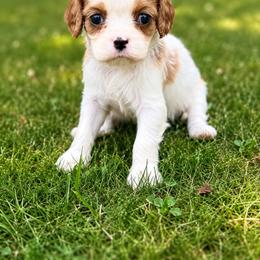 Cavalier King Charles Spaniel Puppies from King Charles