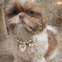 Grace - Lilac female Shih Tzu puppy in Austin, Texas from Shih Tzu’s  ‘N’ Love