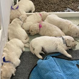 Golden Retriever Puppies from MC Goldens