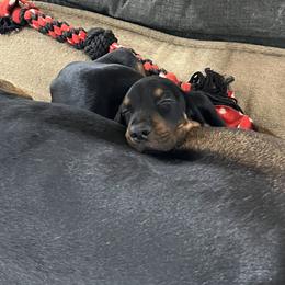 Black and Tan Coonhound Puppies from Jackman Kennels