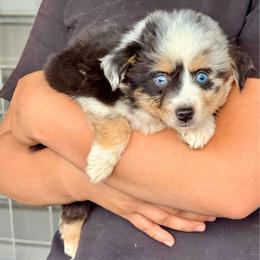 Minimal Merle male - Blue merle male Toy Australian Shepherd puppy in Lemon Cove, California from Magic Ranch Mini Aussies