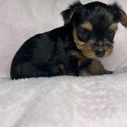 Girl - Blue and gold female Yorkshire Terrier puppy in Pomona, California from Cristian's Yorkshire Terriers