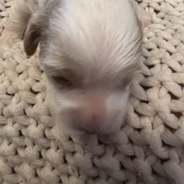 Sweetie - female Cockapoo puppy in Wellington, Kansas from Brian’s Puppies