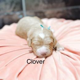 Clover - Cream female Goldendoodle puppy in Pasco, Washington from Camp Doodle Woods