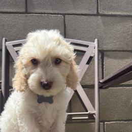 Grey collar - Tri-color male Australian Labradoodle puppy in Fontana, California from Grammy's Puppy Love doodles and poodles