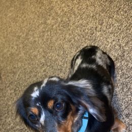 Delta - Dachshund