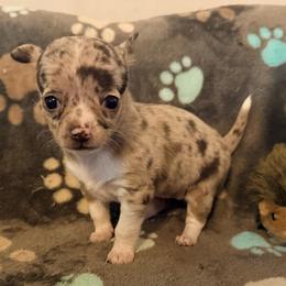 Chanel AKC - Merle female Chihuahua puppy in Seneca, Missouri from Stephanie’s Puppy Colony