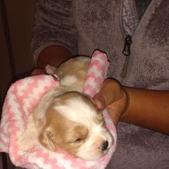 Bella - Tan and white female Cavachon puppy in Millersburg, Ohio from My Furry Friends