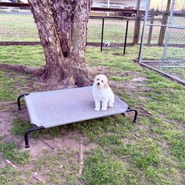 Paul McCartney - Parti male Poodle puppy in Dunn, North Carolina from Sandy Creek Kennels