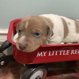 Blue fawn piebald 1 less color - White and blue fawn male Teddy Roosevelt Terrier puppy in Russellville, Kentucky from Mud-E Acres Kennel