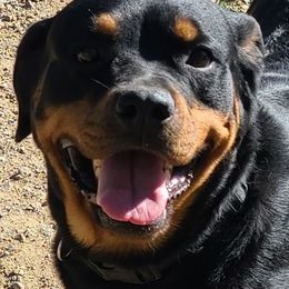 Arte - Black and mahogany female Rottweiler puppy in Humboldt, Arizona from Guardian Angel Rottweiler