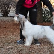 Grand Basset Griffon Vendeens and Lancashire Heelers from Mashury & Black Majesty Kennel