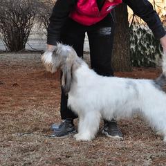 Grand Basset Griffon Vendeens and Lancashire Heelers from Mashury & Black Majesty Kennel