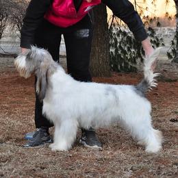 Grand Basset Griffon Vendeens and Lancashire Heelers from Mashury & Black Majesty Kennel