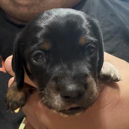 Dachshund Puppies from Witchy Woman’s Wiener’s