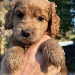 Girl 6 - female Australian Labradoodle puppy in Bend, Oregon from High Desert Labradoodles