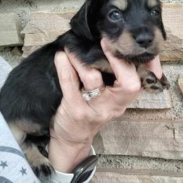 Dachshund Puppies from Pure Joy Dachshunds