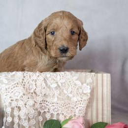 Marcie - Red  female Goldendoodle puppy in Seffner, Florida from Gold Diamond Pup
