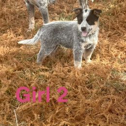 Girl 2 - Blue female Australian Cattle Dog puppy in Ocala, Florida from Mayhem Ranch