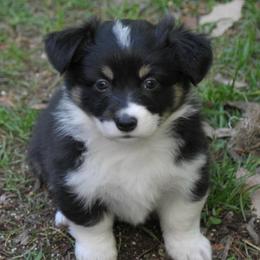 Murphy - Black and tan female Pembroke Welsh Corgi puppy in North East, Maryland from Potato Patch
